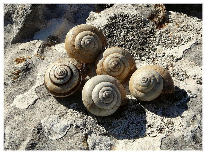 cernuella virgata....??????